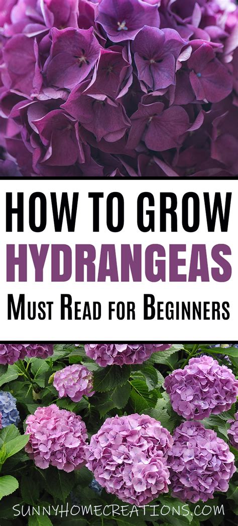 Hydrangea Care And Growing Tips Artofit