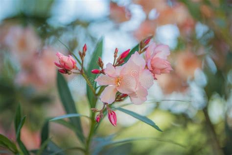 14756 Oleander Stock Photos Free And Royalty Free Stock Photos From