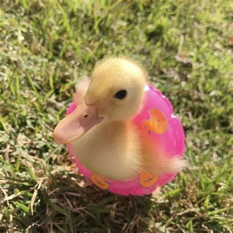 Such A Cute Duckling Rduck