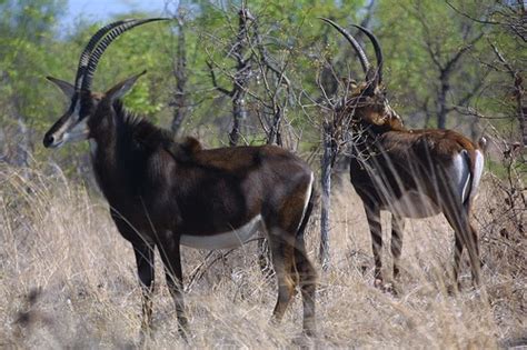 The African Sable Antelope