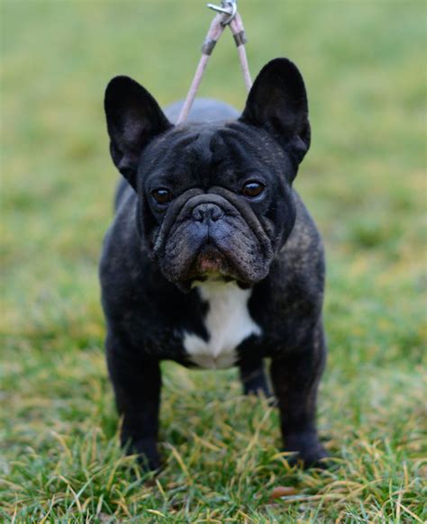 The short coat of the french bulldog only requires an occasional brushing. French Bulldog Shedding - This Is The Solution - French ...