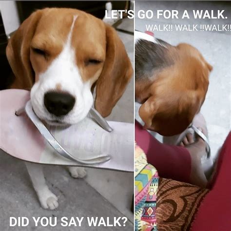 14 Funny Beagle Memes That Will Make Your Day Page 2 Of 3 Petpress