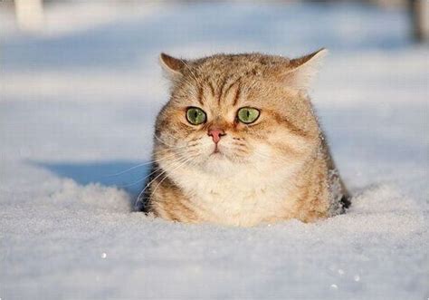 Cat Friday Cats In Snow Edition Bloglander