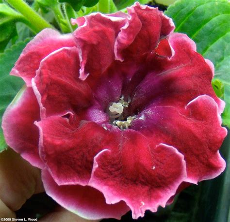 Senior Gardening Gloxinia Photos