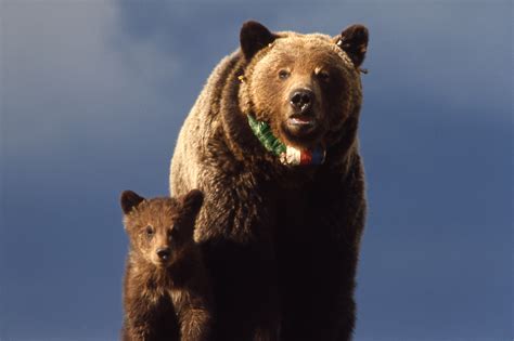 Yellowstone Grizzly Bears An Update From The Field Endangered