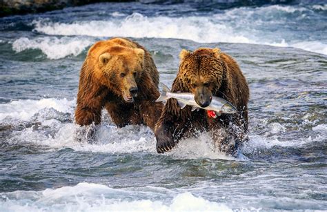 Bears Brown Bears Water Fish Rivers Two Animals