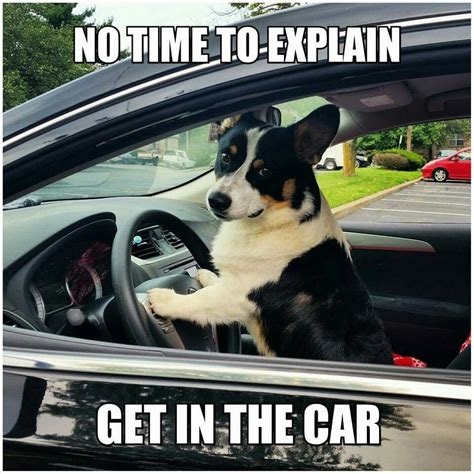 Dog Driving Car Animal Jokes Car Dogs