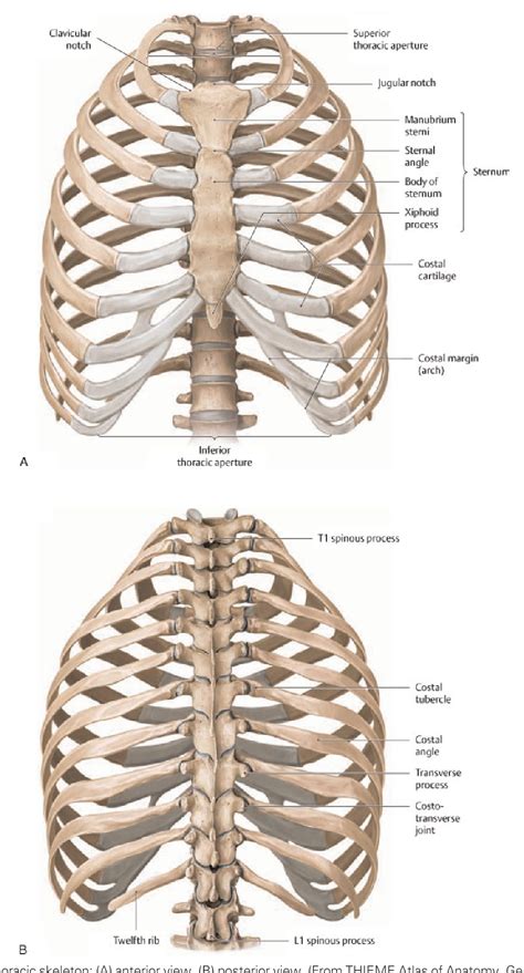 Figure 1 From Introduction To Chest Wall Reconstruction Anatomy And
