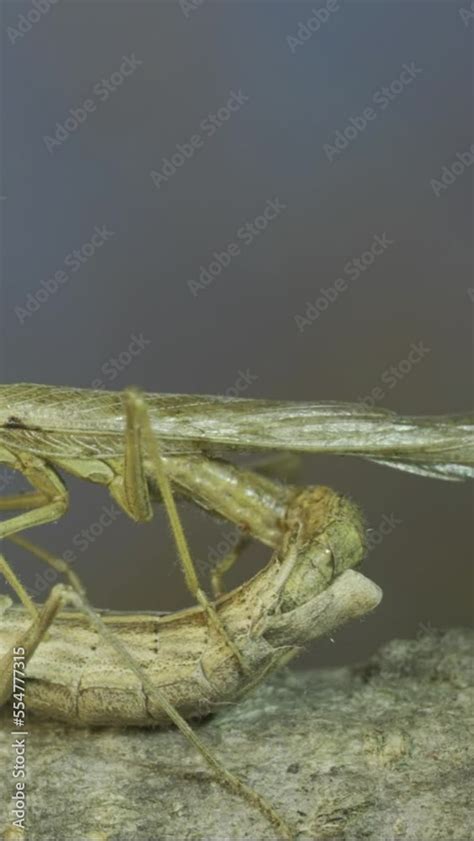 Vertical Video Close Up Of Mating Process Of Praying Mantises Couple