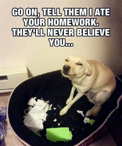 Dog Eating Homework Funny Dog Memes You Funny Funny Cute Really
