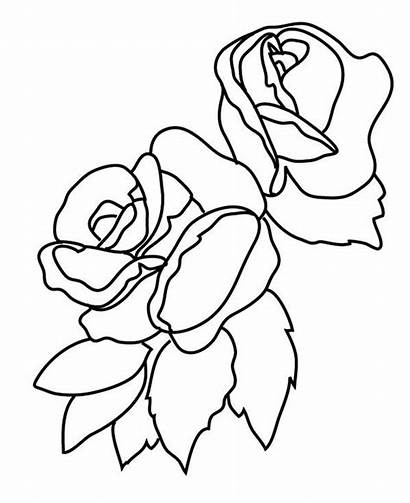 Rose Bunga Mawar Coloring Flower Sketsa Gambar