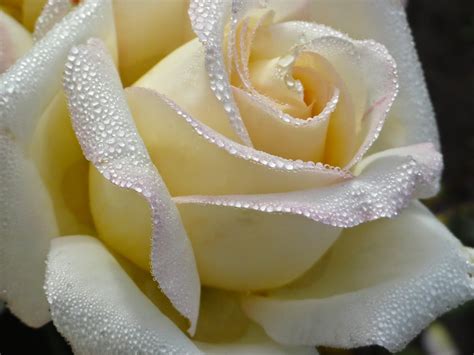 20 Nuevo Para Hermosas Rosas Blancas De Luto Alyshia Kanters Blogs