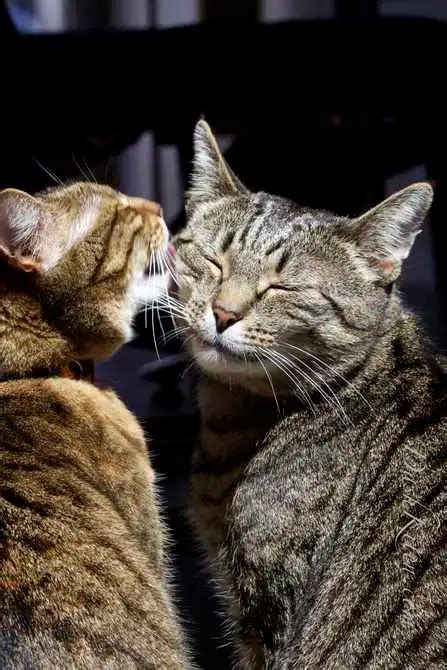 Taking A Portrait Of Two Affectionate Cats Cat Lovers Cats Pet