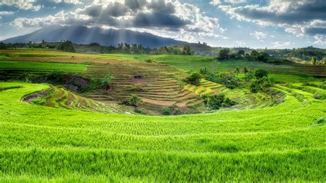 Wallpapers Hd Rice Terrace