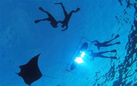 Manta Ray Dives Of Hawaii Kona Diving Ecoadventures Big Island