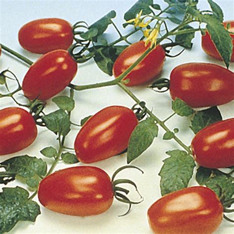 Determinate tomato plants ripen a heavy crop over a few weeks. Grape Tomato 'Juliet' (Lycopersicon esculentum) | My Garden Life