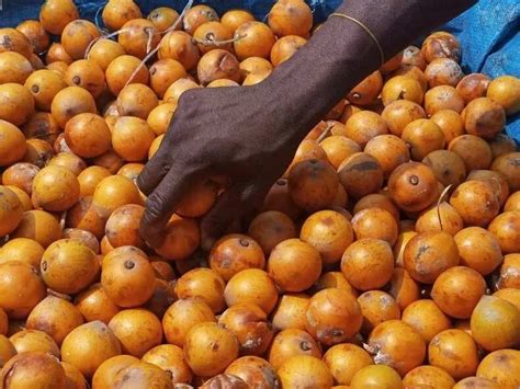 health benefits of agbalumo fruit and seeds legit ng