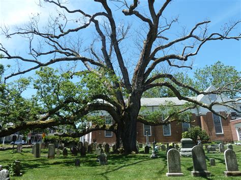 The 600 Year Old George Washington Oak Tree · George Washingtons