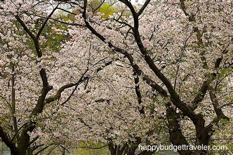 The Best Place To See Cherry Blossoms In Toronto High Park