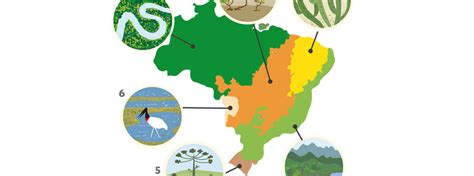 A fauna e a flora interagindo em um isso porque a definição de bioma varia de autor para autor. Quais são os seis biomas brasileiros? Entenda um pouco ...