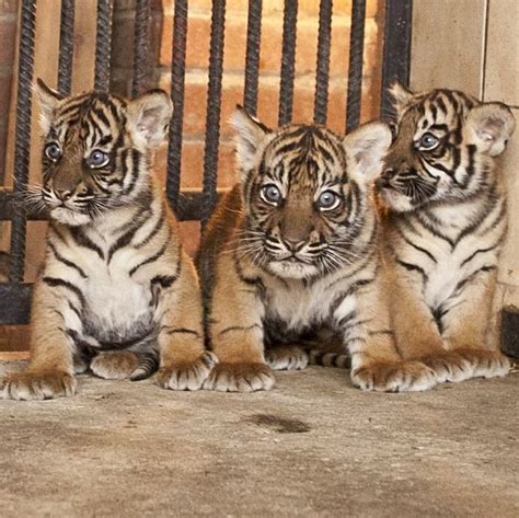 Tygrysy Słodkie Zwierzątka