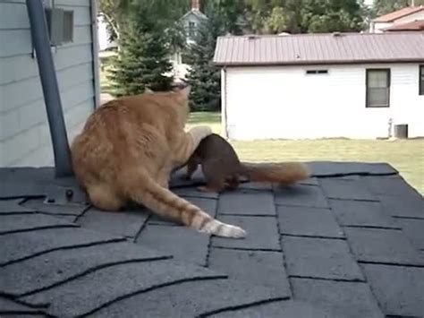 squirrel and cat play together