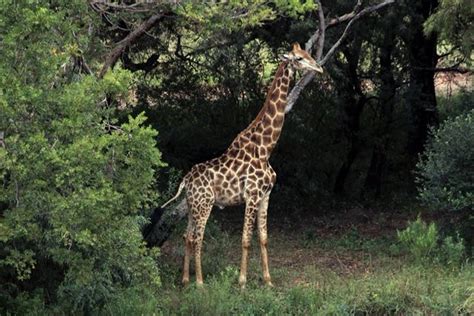 Giraffe Kills Filmmaker At Wildlife Facility In South Africa Abc News