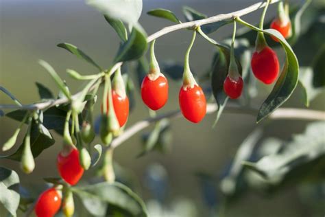 Goji-Beeren pflanzen: Das Superfood im eigenen Garten anbauen | Berry ...