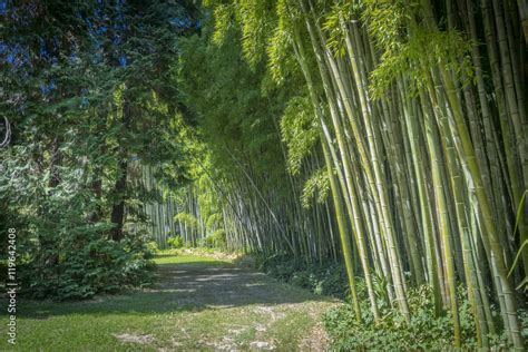 Allée de bambous verts dans la Bambouseraie d Anduze Stock Photo