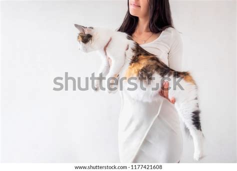Cat Pregnancy Pregnant Calico Cat Big Stock Photo 1177421608 Shutterstock