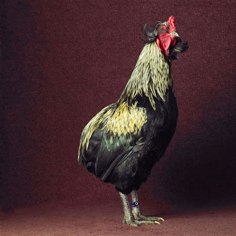 Chicken Portraits By Tamara Staples Variety Redandblack