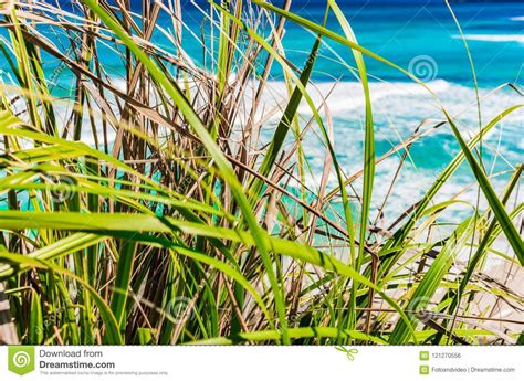 Green Reed Grass At Beautiful Seaside With Blue Sea Waves Background