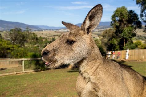 Kangaroo With Tongue Sticking Out Stock Photo Image Of Aussie Tail
