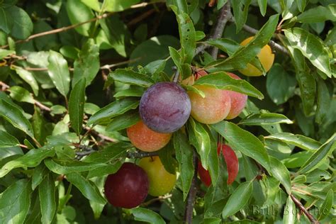 Chickasaw Plum Trees And Shrubs Nature In Focus
