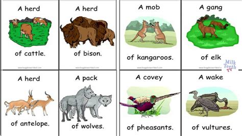 Collective Nouns Words For Groups Of People Animals Things List Of