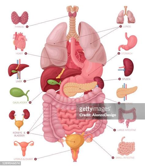 Human Body Organs Anatomy Photos And Premium High Res Pictures Getty