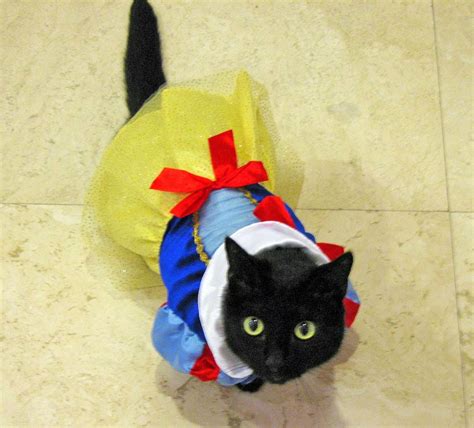 Funny Cats Costume Ever Animals Amazing Latest Pictures