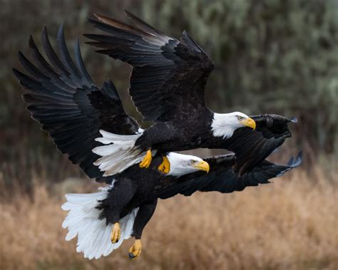 Winter Migration Of Bald Eagles Skagit Eagle Festival Visit Skagit