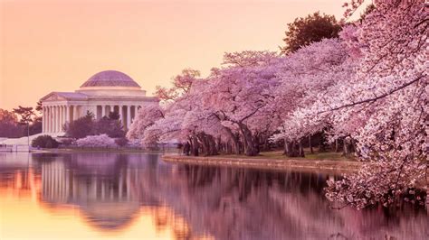 A Guide To Washington Dcs Famed National Cherry Blossom Festival