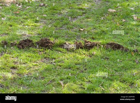 Mole Animal Tunnel Hi Res Stock Photography And Images Alamy