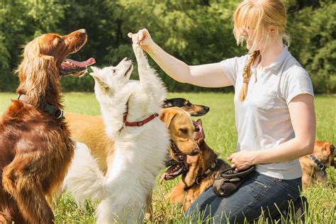 How To Become A Dog Trainer An Enjoyable Job That Makes A Difference