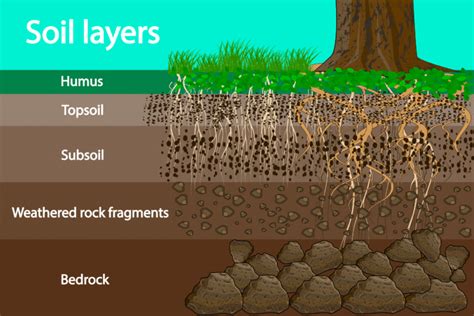 Healthy Soil In 5 Easy Steps Lakewinds Food Co Op