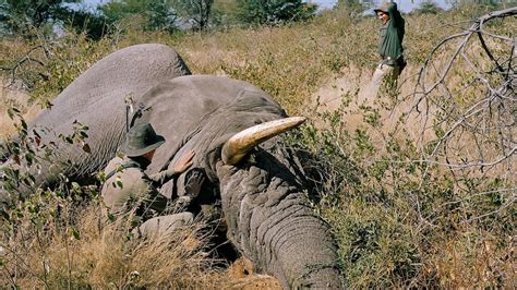 Botswana Lifts Ban On Elephant Hunting