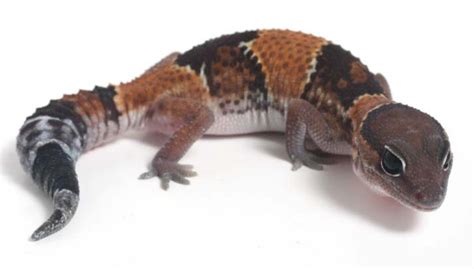 Fat Tailed Gecko Hemitheconyx Caudicinctus Bransons Wild World