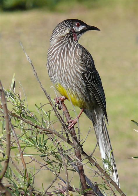 yellow wattle bird australian native birds beautiful birds australian birds