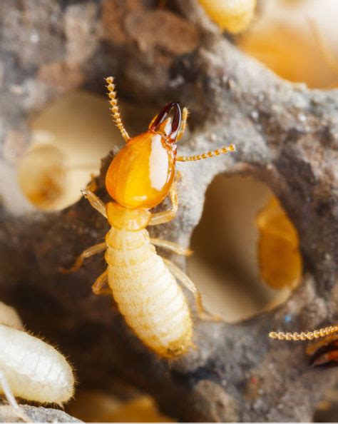 It is part of an external analysis when conducting a strategic analysis or doing market research. Termite Control - Pest Ex Philippines
