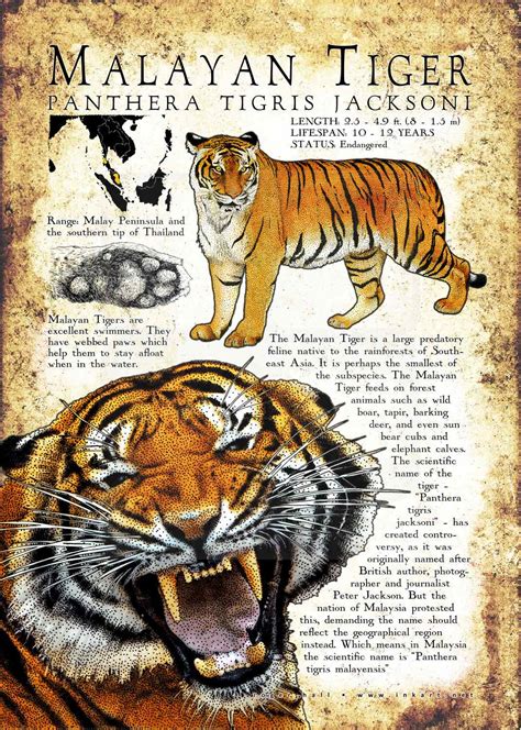 Malayan Tiger Poster Print Infographic