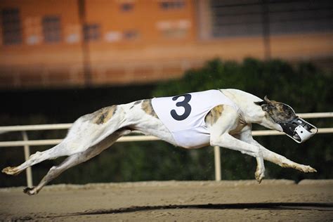 Kiowa Benson Phoenix Greyhound Park Evening Schooling Race Flickr