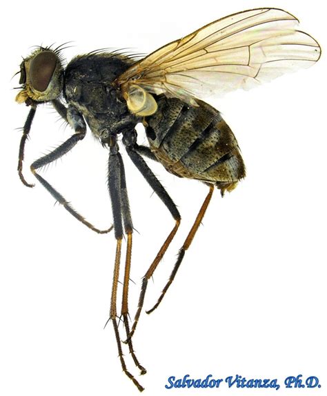 Diptera Muscidae Lispe House Flies And Kin V Urban Programs El