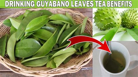 Certain claims also state that the leaves are 10,000 the most beneficial parts of the soursop are soursop leaves. WHAT ARE THE HEALTH BENEFITS OF DRINKING GUYABANO LEAVES ...